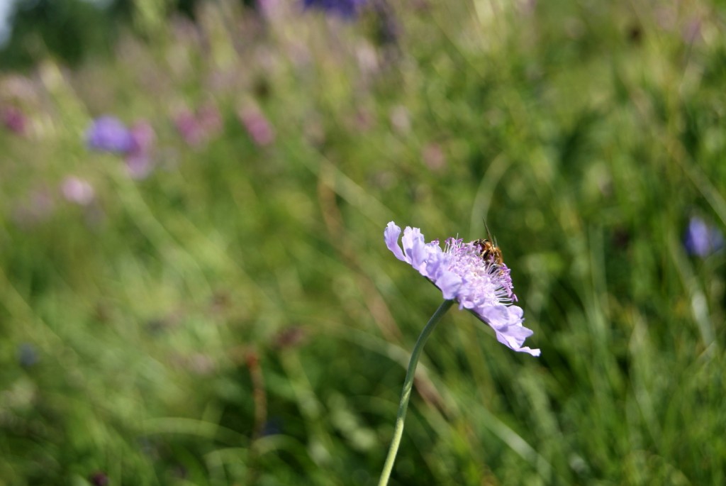 蜜蜂